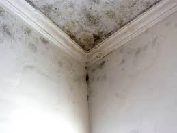 Trusted East Alton, IL Mold Removal & Remediation Experts