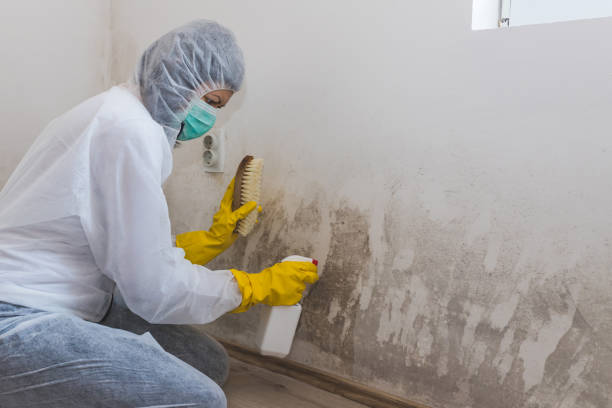 Best Biohazard Mold Removal  in East Alton, IL